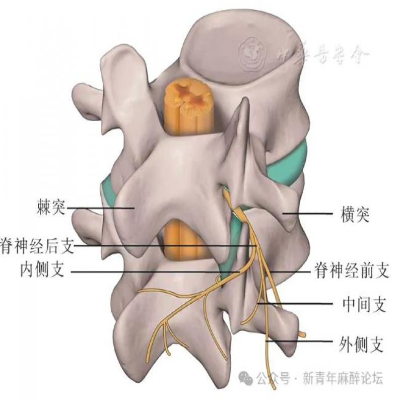 专家共识丨胸腰筋膜平面阻滞中国专家共识（2025版）